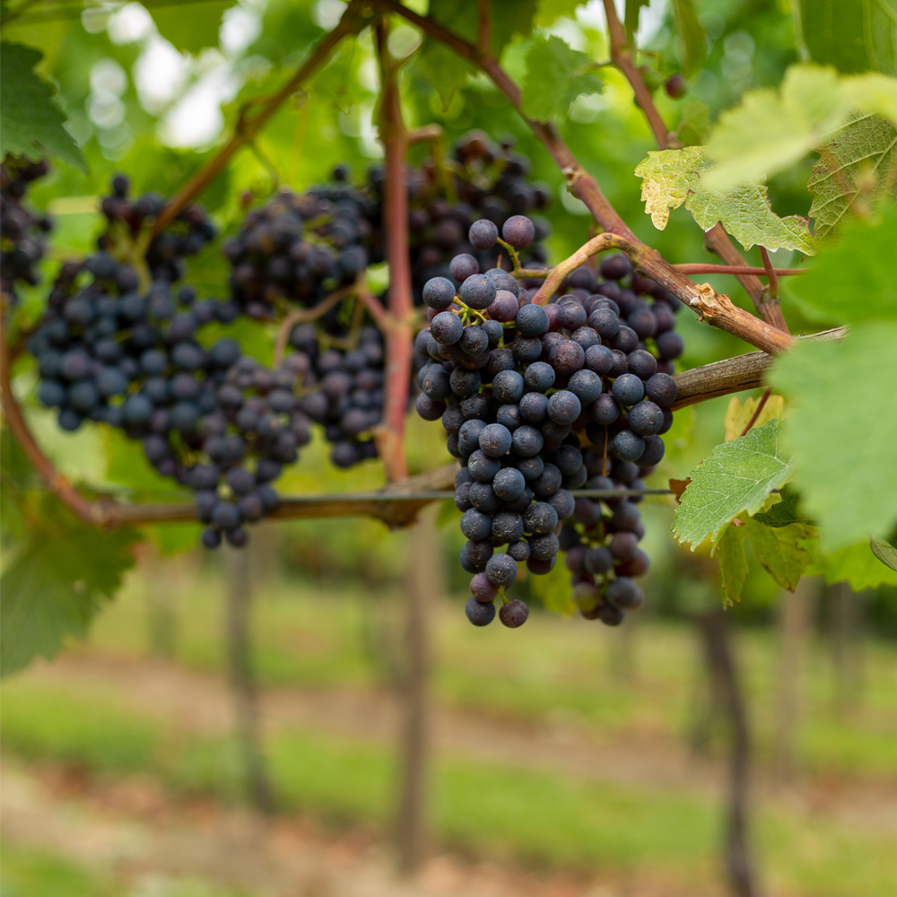 Dornfelder Still Red Wine Downsview Vineyard