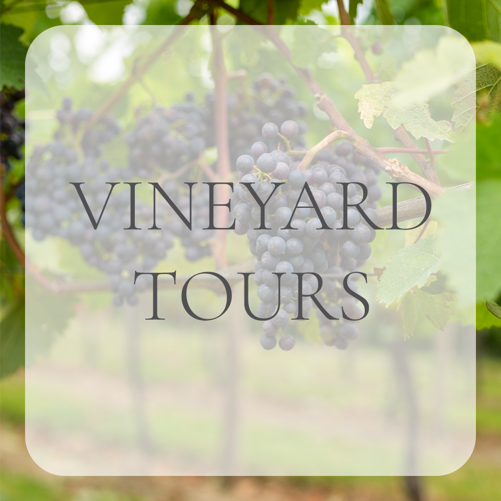 Wine Tours